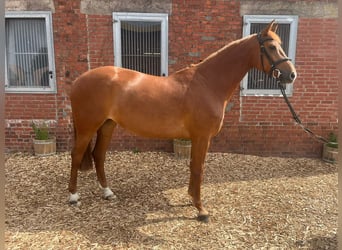 Cheval de selle allemand, Jument, 5 Ans, 172 cm, Alezan