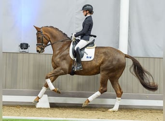 Cheval de selle allemand, Jument, 5 Ans, Alezan