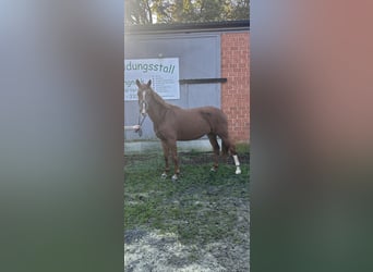 Cheval de selle allemand, Jument, 6 Ans, 157 cm, Alezan