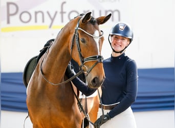 Cheval de selle allemand, Jument, 6 Ans, 162 cm, Bai