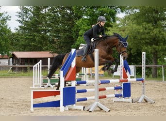 Cheval de selle allemand, Jument, 6 Ans, 164 cm, Bai
