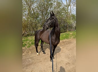 Cheval de selle allemand, Jument, 6 Ans, 165 cm, Noir
