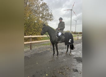 Cheval de selle allemand, Jument, 6 Ans, 166 cm, Bai brun foncé