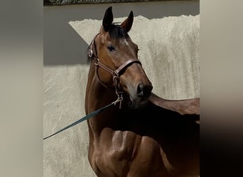 Cheval de selle allemand, Jument, 6 Ans, 168 cm, Bai