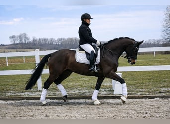 Cheval de selle allemand, Jument, 6 Ans, 170 cm, Bai brun