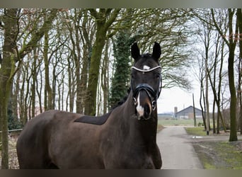 Cheval de selle allemand, Jument, 6 Ans, 170 cm, Bai brun