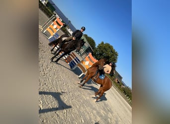 Cheval de selle allemand, Jument, 7 Ans, 154 cm, Alezan