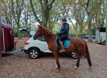 Cheval de selle allemand, Jument, 7 Ans, 154 cm, Alezan