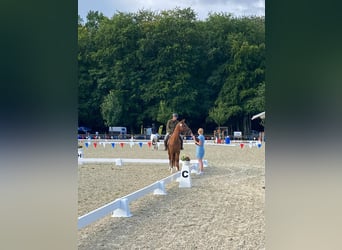 Cheval de selle allemand, Jument, 7 Ans, 154 cm, Alezan