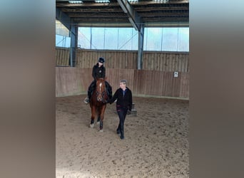 Cheval de selle allemand, Jument, 7 Ans, 154 cm, Alezan