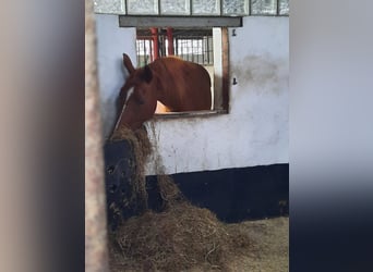 Cheval de selle allemand, Jument, 7 Ans, 154 cm, Alezan