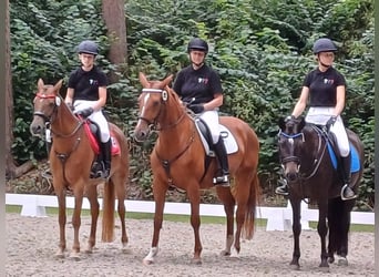 Cheval de selle allemand, Jument, 7 Ans, 154 cm, Alezan