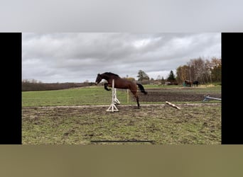 Cheval de selle allemand, Jument, 7 Ans, 157 cm, Bai
