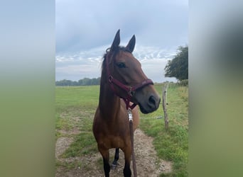 Cheval de selle allemand, Jument, 7 Ans, 157 cm, Bai