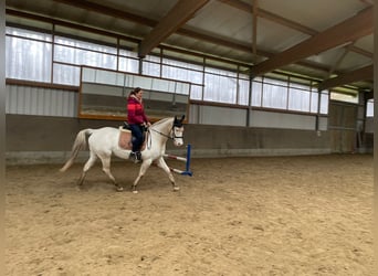 Cheval de selle allemand Croisé, Jument, 7 Ans, 160 cm, Gris