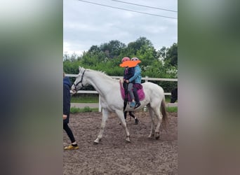 Cheval de selle allemand Croisé, Jument, 7 Ans, 160 cm, Gris