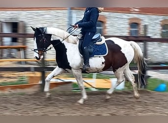Cheval de selle allemand, Jument, 7 Ans, 161 cm, Pinto