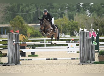 Cheval de selle allemand, Jument, 7 Ans, 165 cm, Bai