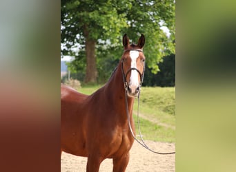 Cheval de selle allemand, Jument, 7 Ans, 169 cm, Bai