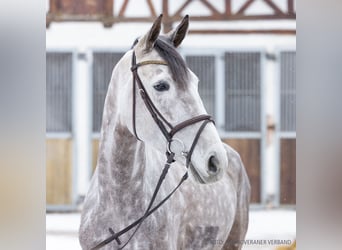 Cheval de selle allemand, Jument, 7 Ans, 170 cm, Gris