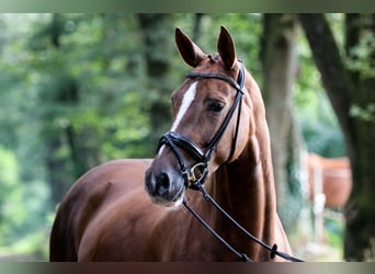 Cheval de selle allemand, Jument, 7 Ans, 171 cm, Alezan