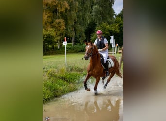 Cheval de selle allemand, Jument, 8 Ans, 157 cm, Alezan