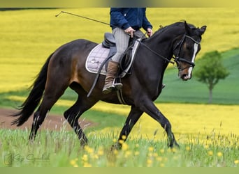 Cheval de selle allemand, Jument, 8 Ans, 164 cm, Bai brun