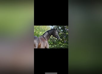 Cheval de selle allemand, Jument, 8 Ans, 165 cm, Noir