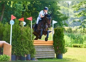 Cheval de selle allemand, Jument, 8 Ans, 169 cm, Bai brun