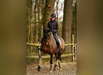 Cheval de selle allemand, Jument, 8 Ans, 169 cm, Bai brun