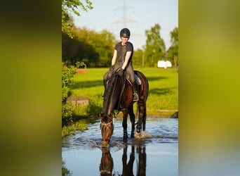 Cheval de selle allemand, Jument, 8 Ans, 169 cm, Bai brun