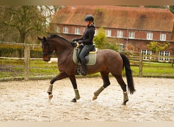 Cheval de selle allemand, Jument, 8 Ans, 169 cm, Bai brun