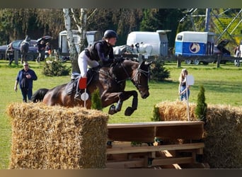 Cheval de selle allemand, Jument, 8 Ans, 169 cm, Bai brun