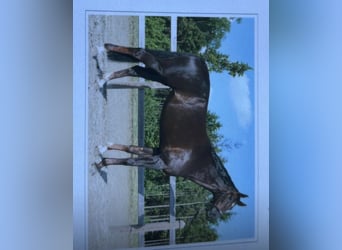 Cheval de selle allemand, Jument, 8 Ans, 171 cm, Alezan brûlé