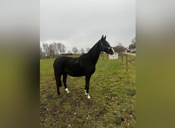 Cheval de selle allemand, Jument, 8 Ans