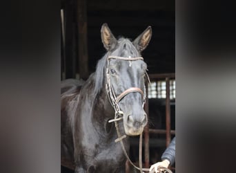 Cheval de selle allemand Croisé, Jument, 9 Ans, 152 cm, Bai