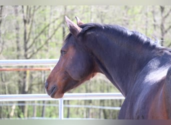 Cheval de selle allemand, Jument, 9 Ans, 162 cm, Bai