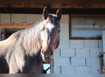 Cheval de selle allemand, Jument, 9 Ans, 162 cm, Bai