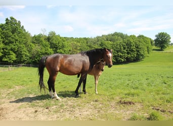 Cheval de selle allemand, Jument, 9 Ans, 162 cm, Bai