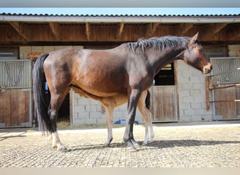 Cheval de selle allemand, Jument, 9 Ans, 162 cm, Bai