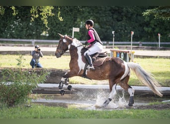 Cheval de selle allemand, Jument, 9 Ans, 164 cm, Pinto