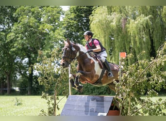 Cheval de selle allemand, Jument, 9 Ans, 164 cm, Pinto