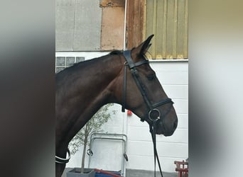 Cheval de selle allemand, Jument, 9 Ans, 165 cm, Bai