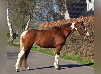 Cheval de selle allemand, Jument, 9 Ans, 165 cm, Pinto