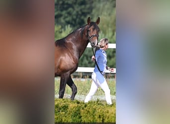 Cheval de selle allemand, Jument, 9 Ans, 167 cm, Bai