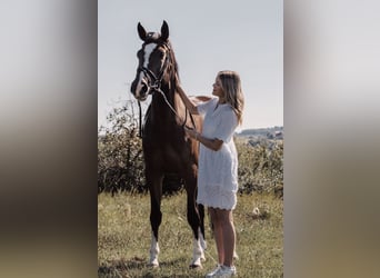 Cheval de selle allemand, Jument, 9 Ans, 168 cm, Bai