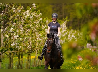 Cheval de selle allemand, Jument, 9 Ans, 169 cm, Bai brun