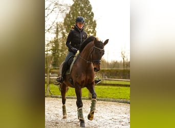 Cheval de selle allemand, Jument, 9 Ans, 169 cm, Bai brun