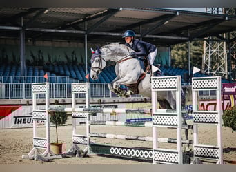 Cheval de selle allemand, Jument, 9 Ans, 172 cm, Gris