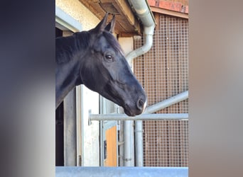 Cheval de selle allemand, Jument, 9 Ans, 179 cm, Noir